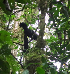 Cephalopterus penduliger