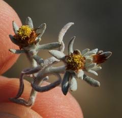 Helichrysum cylindriflorum