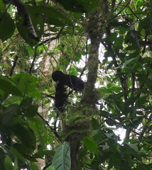 Cephalopterus penduliger