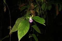Monopyle ecuadorensis