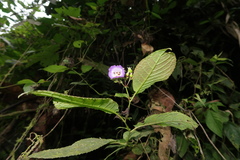 Monopyle ecuadorensis