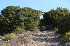 Schotia afra afra