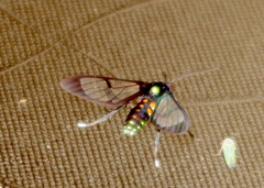 Cosmosoma xanthosticta