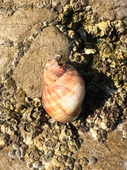 Nucella lapillus