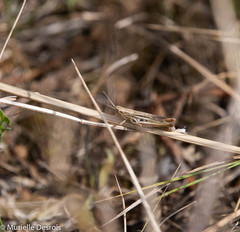 Euchorthippus elegantulus