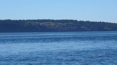 Phocoena phocoena vomerina