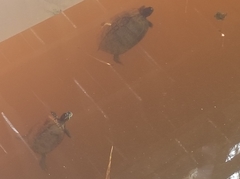 Pseudemys concinna concinna