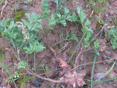 Pelargonium pachypodium