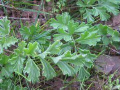 Pelargonium pachypodium