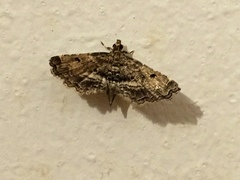 Sufetula