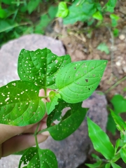 Solanum adscendens