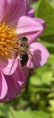 Eristalis tenax