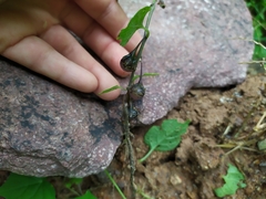 Solanum adscendens