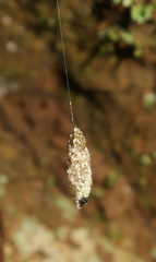Micrepeira