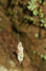 Micrepeira