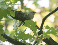 Ficedula hypoleuca