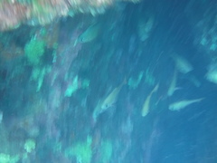 Pempheris rhomboidea