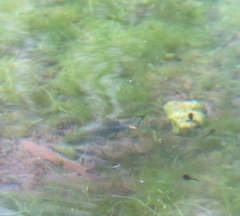 Cyprinodon nevadensis shoshone