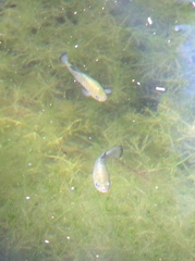 Cyprinodon nevadensis shoshone