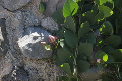 Capparis orientalis