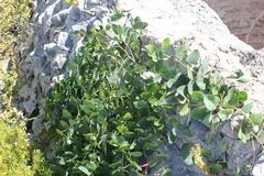 Capparis orientalis