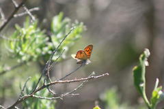 Chrysoritis chrysaor
