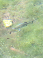 Cyprinodon nevadensis shoshone