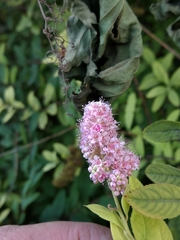 Spiraea syringaeflora