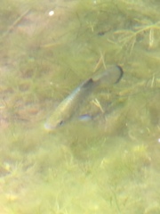 Cyprinodon nevadensis shoshone