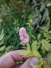 Spiraea syringaeflora