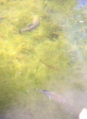 Cyprinodon nevadensis shoshone