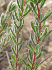 Oxalis massoniana