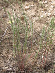 Oxalis massoniana
