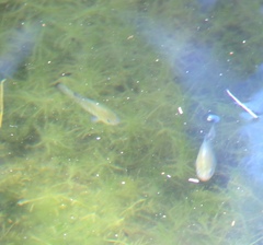 Cyprinodon nevadensis shoshone