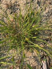 Carex sychnocephala