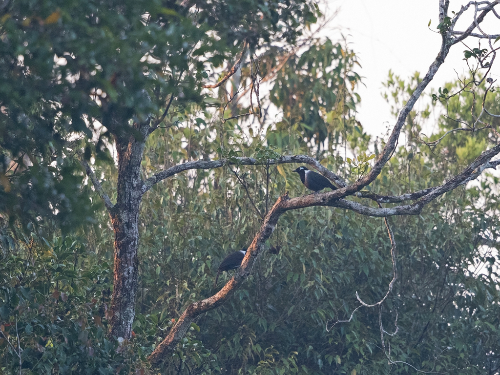 Black-Hooded Laughingthrush