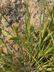 Carex sychnocephala