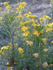 Euryops thunbergii