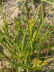 Carex sychnocephala