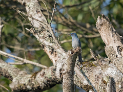 Cyornis unicolor unicolor