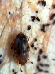 Epuraea imperialis