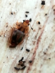Epuraea imperialis