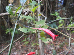 Ruellia angustiflora
