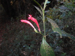 Ruellia angustiflora
