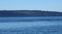 Phocoena phocoena vomerina