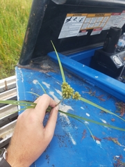 Cyperus blepharoleptos