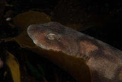 Haploblepharus pictus