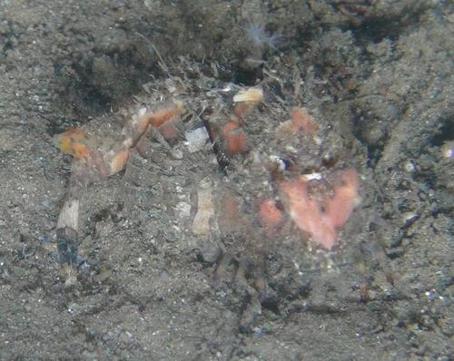 Threestick stingfish (Choridactylus natalensis) — Synanceiidae — 3