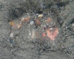 Choridactylus natalensis