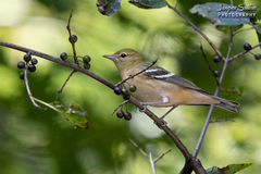 Setophaga castanea